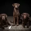 Moor Dog Training