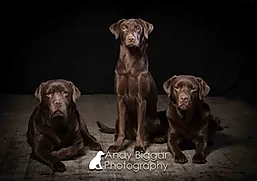 Moor Dog Training